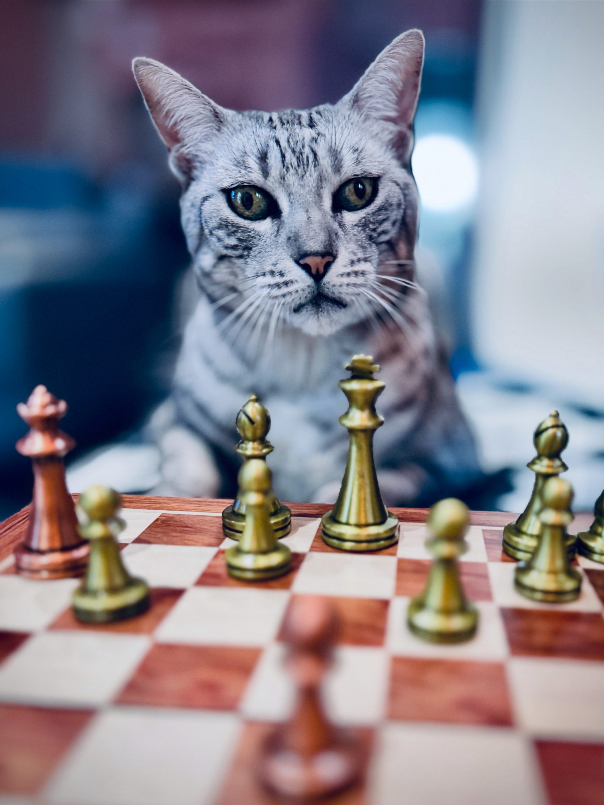 Novelist Suzanne Lissaman's cat - an Egyptian Mau cat sitting in front of a chessboard
